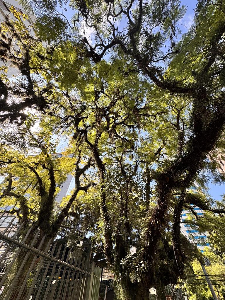 POA • Canopy