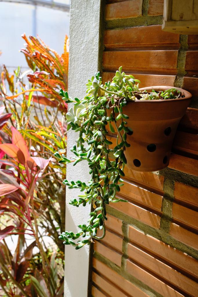 Sítio • Hanging Succulent